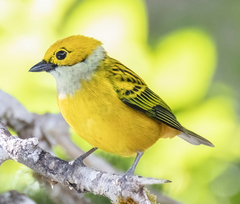 Tangara icterocephala