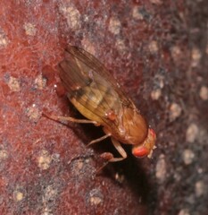 Drosophila immigrans