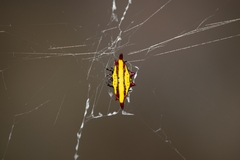 Gasteracantha diadesmia