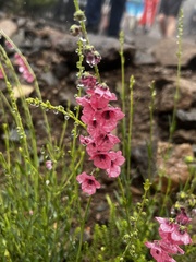 Diascia integerrima