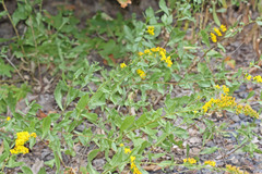 Solidago velutina sparsiflora