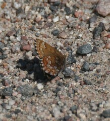 Callophrys niphon