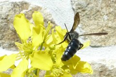 Andrena agilissima