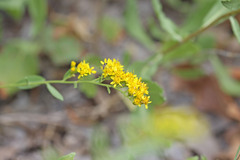 Solidago velutina sparsiflora