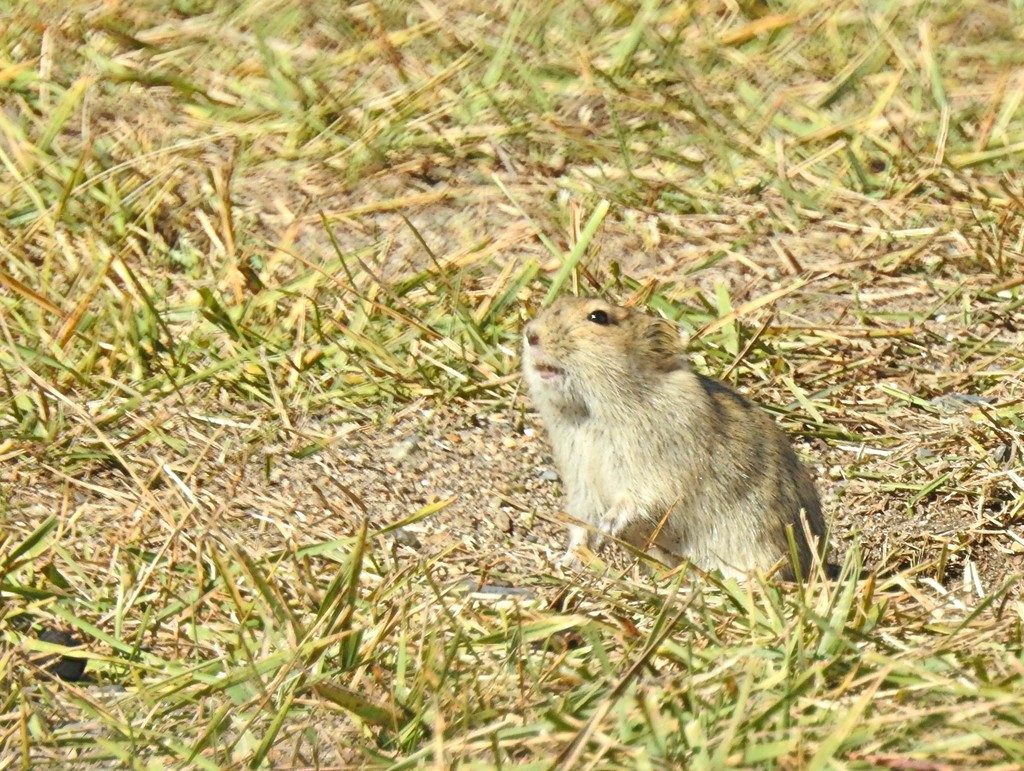 Hairy-footed Voles