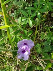 Ipomoea cairica cairica