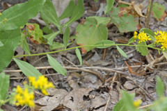 Solidago velutina sparsiflora