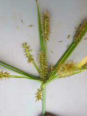 Cyperus cyperoides cyperoides
