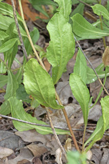 Solidago velutina sparsiflora