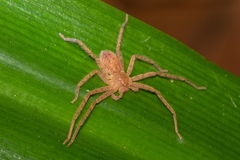 Heteropodinae
