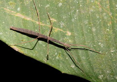 Pseudophasmatoidea