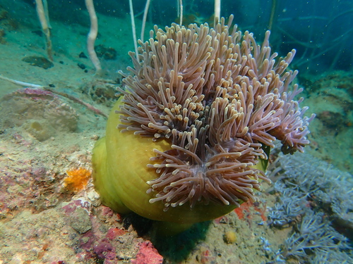 Magnificent Anemone