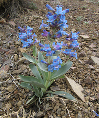 Penstemon nitidus