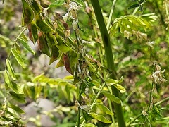 Astragalus galegiformis