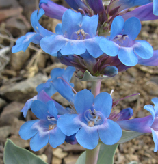 Penstemon nitidus