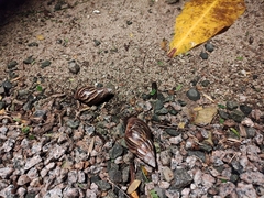 Lissachatina immaculata