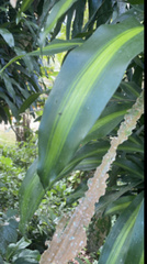 Dracaena fragrans