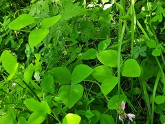 Lathyrus rotundifolius