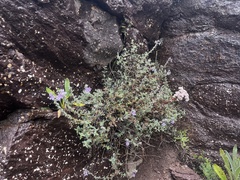 Jamesbrittenia pristisepala