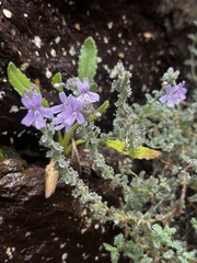 Jamesbrittenia pristisepala