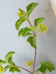 Acanthospermum hispidum