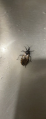 Triatoma gerstaeckeri