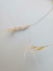 Aristida congesta barbicollis