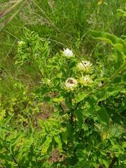 Baccharoides adoensis