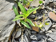 Veronica peduncularis