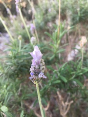 Lavandula