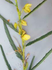 Chamaecrista mimosoides