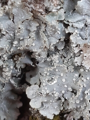 Punctelia subrudecta