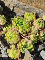 Sempervivum caucasicum