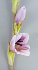 Gladiolus densiflorus