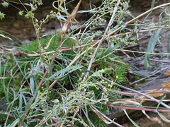 Artemisia daghestanica