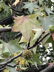 Liquidambar styraciflua