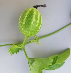 Trochomeria macrocarpa