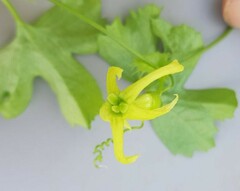 Trochomeria macrocarpa