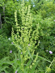 Rumex altissimus