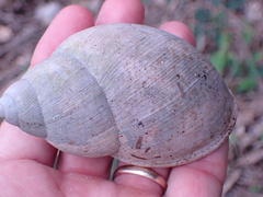 Megalobulimus oblongus