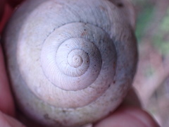 Megalobulimus oblongus