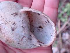 Megalobulimus oblongus