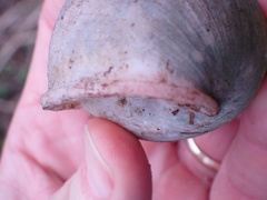 Megalobulimus oblongus