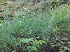Artemisia chamaemelifolia