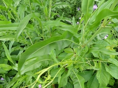 Rumex altissimus