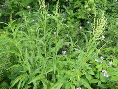 Rumex altissimus