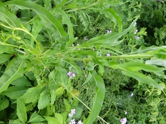 Rumex altissimus