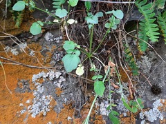 Valeriana cardamines