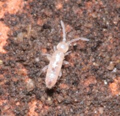 Heteromurus nitidus