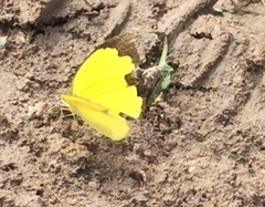 Eurema hecabe hecabe